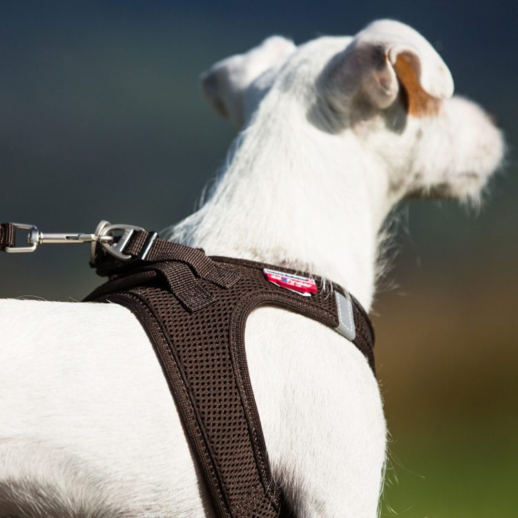 curli vest hundesele harness air mesh