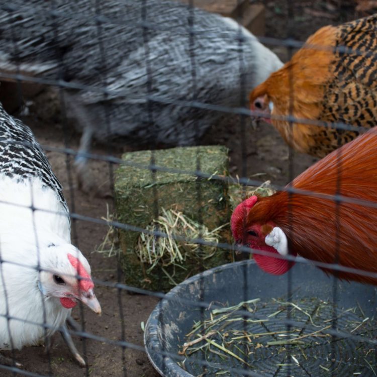 JR Farm høykube med melorm