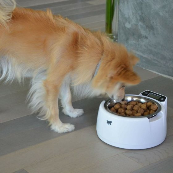 Matskål med vekt katt og hund