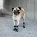 Go Fresh PET® BOOTIES-helårs støvler til hund