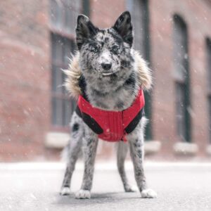 Canada Pooch North Pole Hundeparkas Vinterdekken