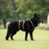 Non-Stop Dogwear Line Harness Long WD Lang Hundesele