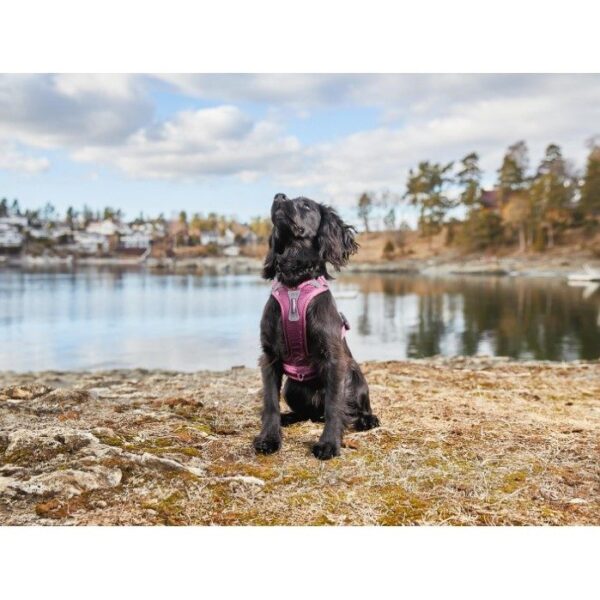 Non-Stop Dogwear Ramble Harness Hundesele